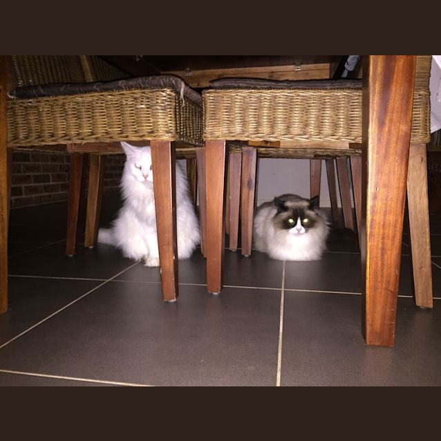 Photo of Cleo And Flayke 