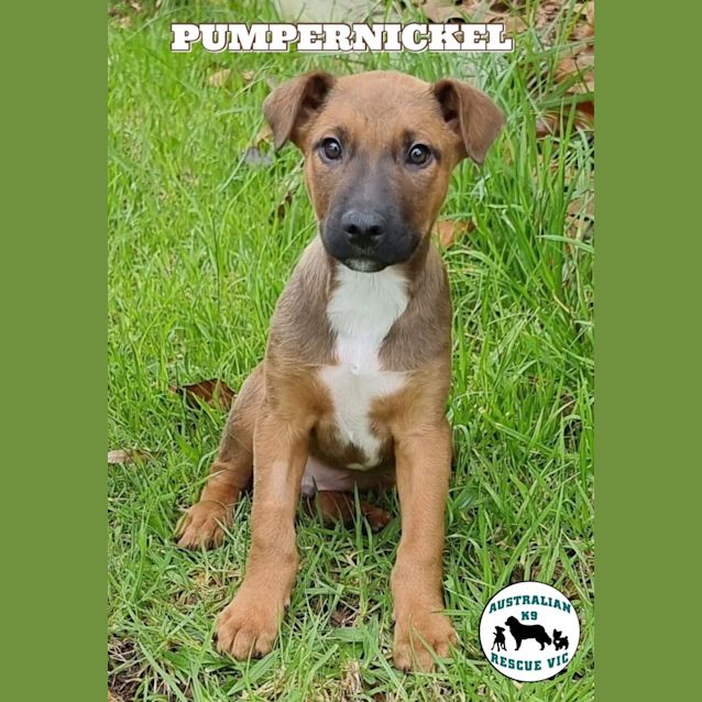 Photo of Pumpernickel