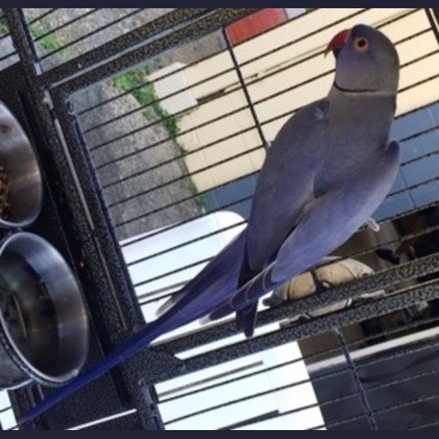 Photo of Purple