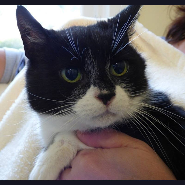 Photo of Misty   Silver Paw