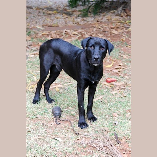 Photo of Oscar (Bed42295) *Adopted*