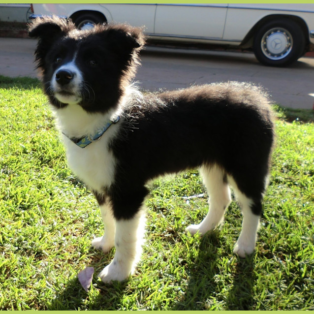 Photo of Ziggy *On Trial In Her New Home*