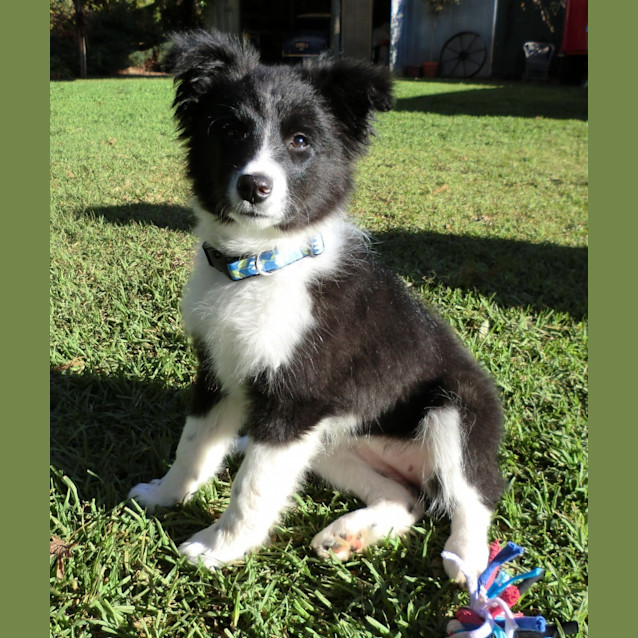 Photo of Ziggy *On Trial In Her New Home*