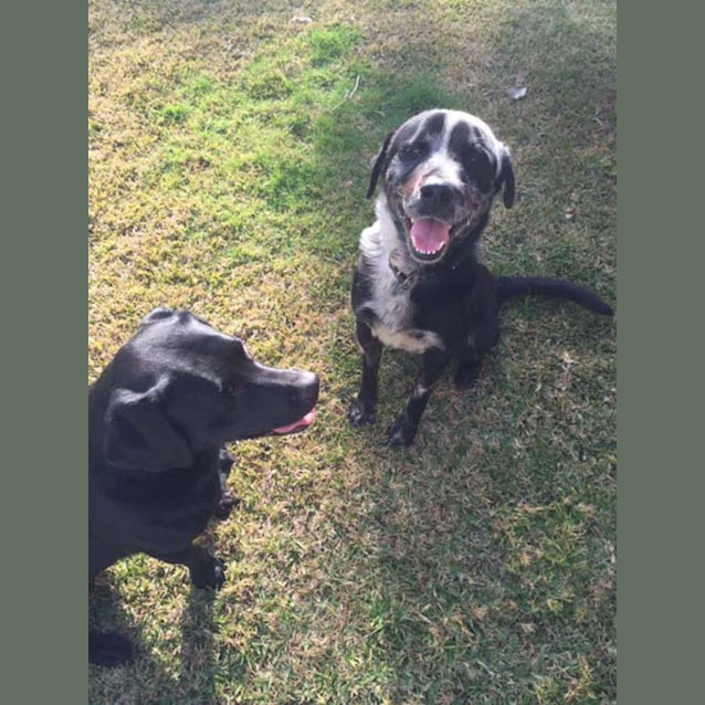 Photo of Sarge