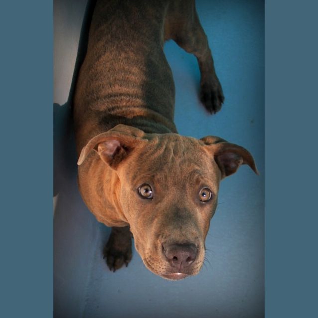 Photo of Chico