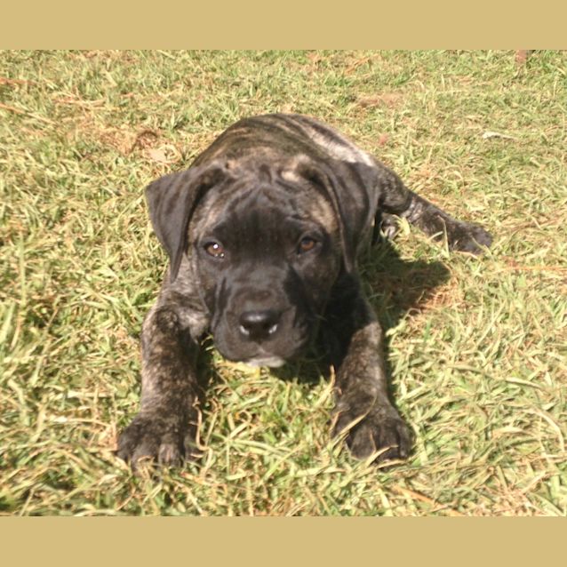 Photo of Flick   Adoption Pending