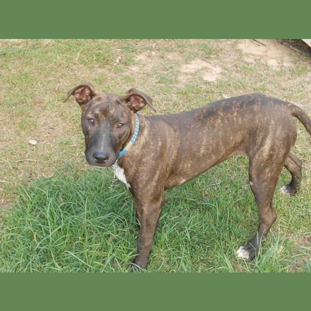 Photo of Ash (Adoption Pending)