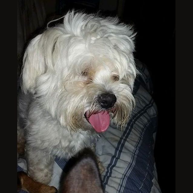 Photo of Kong (Adoption Pending)