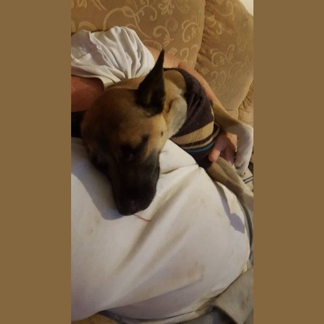 Photo of Stewie (Adoption Pending)