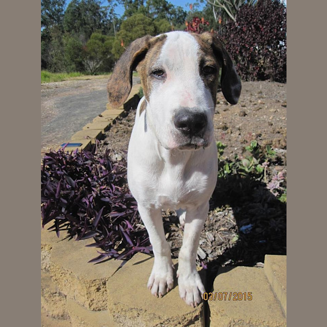 Photo of Micah (Adoption Pending)