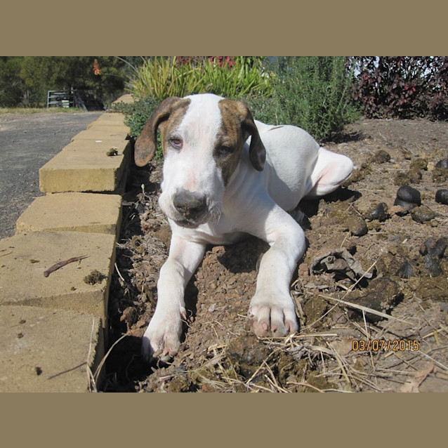 Photo of Micah (Adoption Pending)