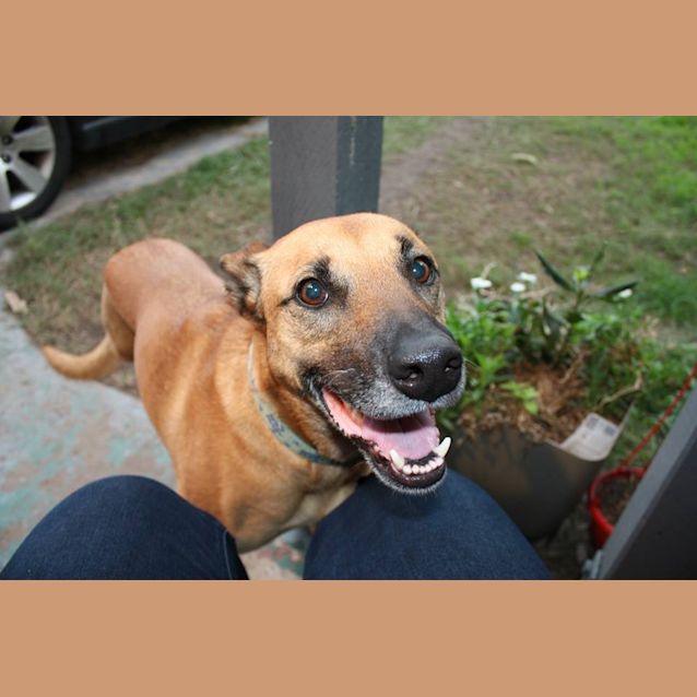 Photo of Molly Brown (At Rspca Big Adopt Day Sept 19 Bris)