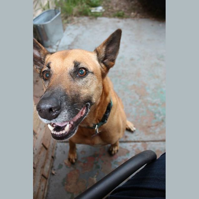 Photo of Molly Brown (At Rspca Big Adopt Day Sept 19 Bris)
