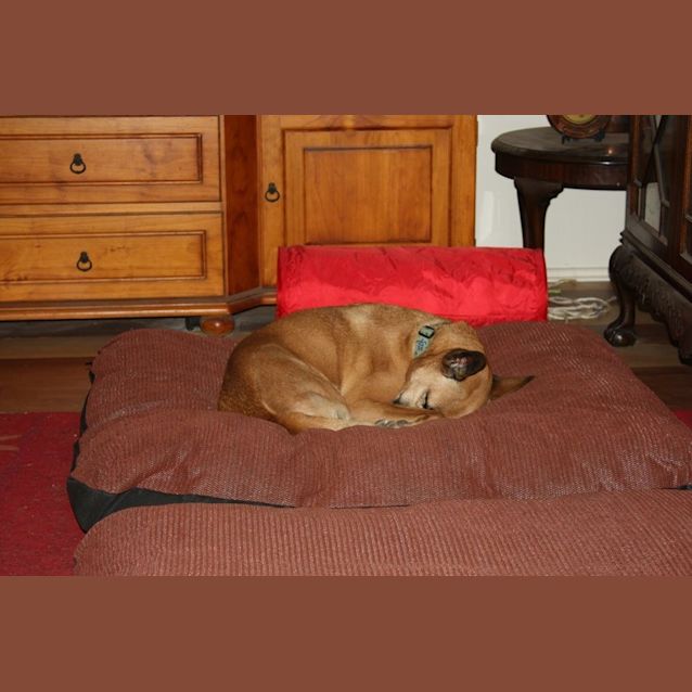 Photo of Molly Brown (At Rspca Big Adopt Day Sept 19 Bris)