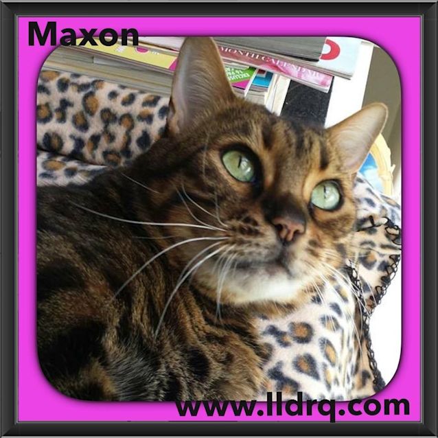 Photo of Maxon
