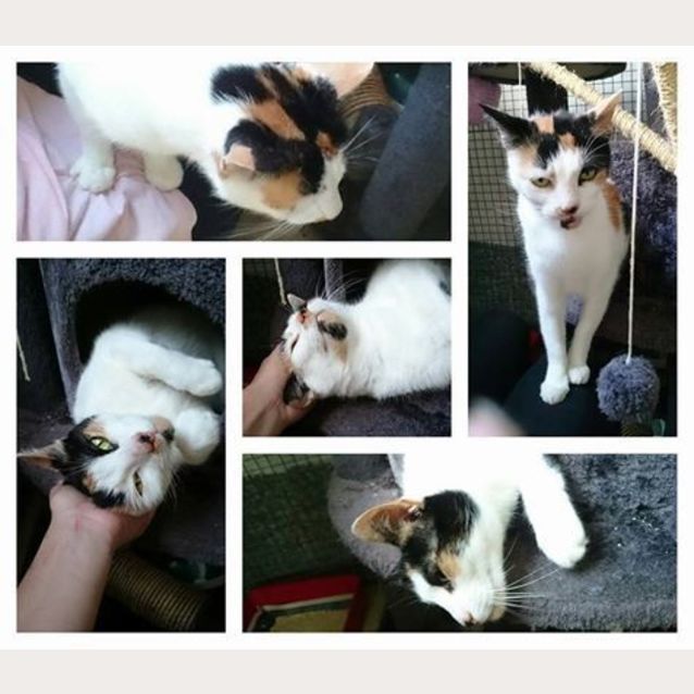 Photo of Ivy @ The Pet House Erina Fair