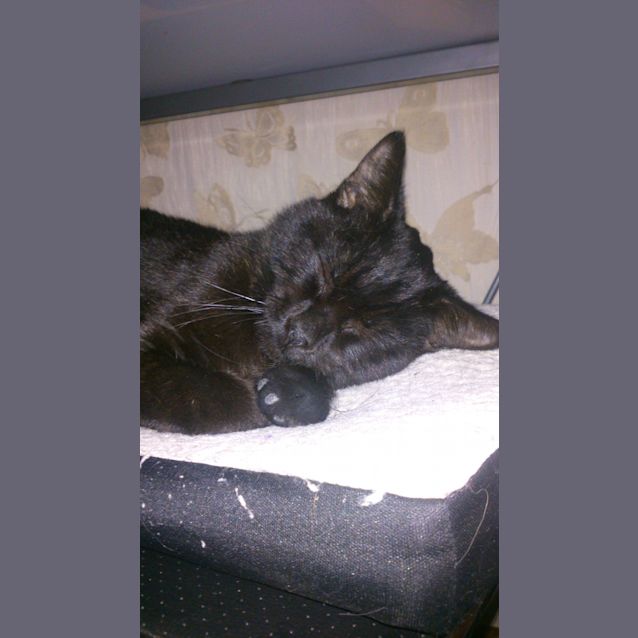 Photo of Pantha