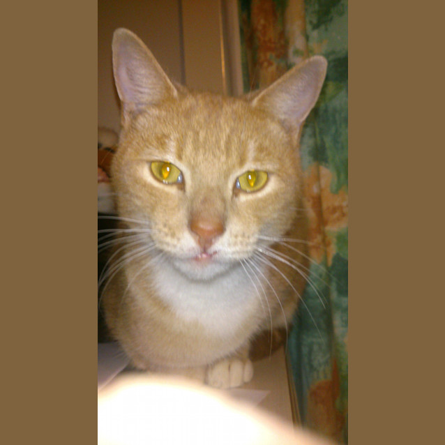 Photo of Dino