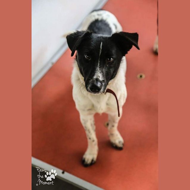 Photo of Max ** A Lovely Natured Boy **