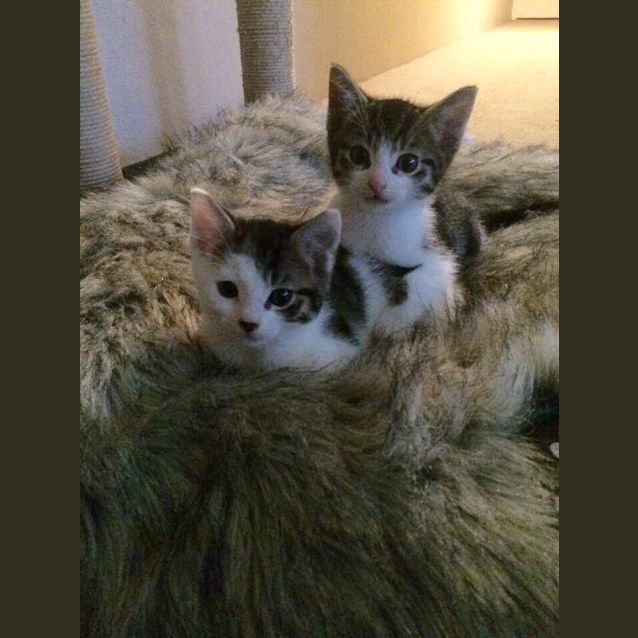 Photo of Mowgli & Baloo