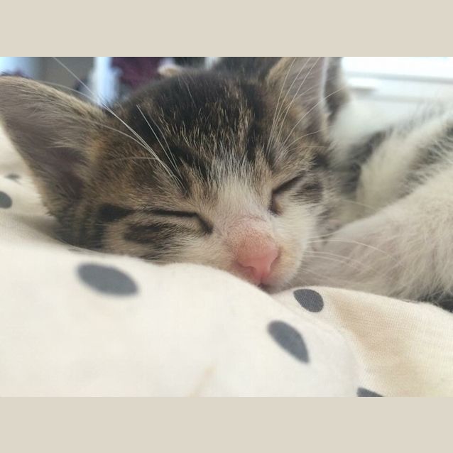 Photo of Mowgli & Baloo