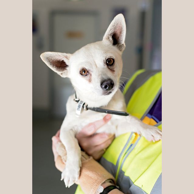 Photo of Buster