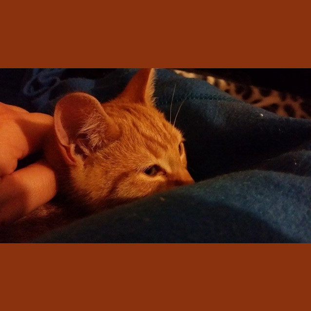 Photo of Gizmo