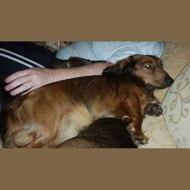 Photo of Sir Timothy Hemjoy The Second (Adoption Pending)