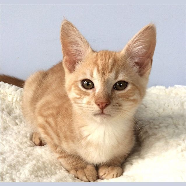 Photo of The Great Catsby