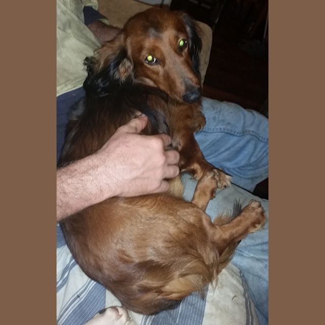 Photo of Sir Timothy Hemjoy The Second (Adoption Pending)