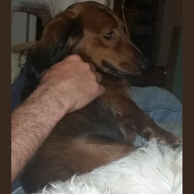 Photo of Sir Timothy Hemjoy The Second (Adoption Pending)