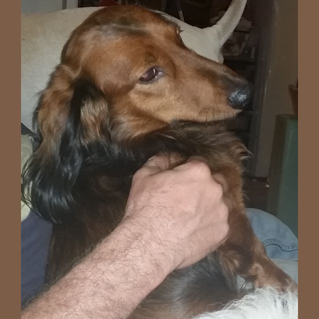 Photo of Sir Timothy Hemjoy The Second (Adoption Pending)