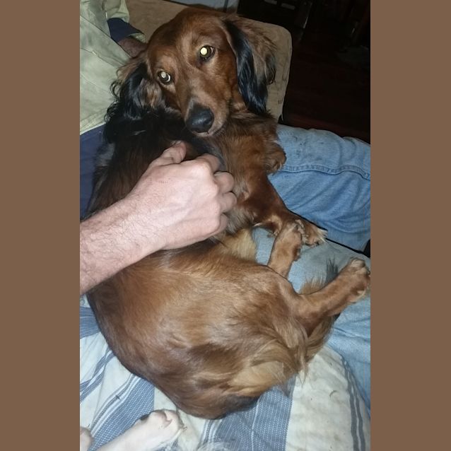 Photo of Sir Timothy Hemjoy The Second (Adoption Pending)