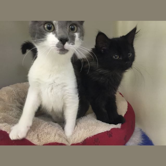 Photo of Rigatoni And Nutella