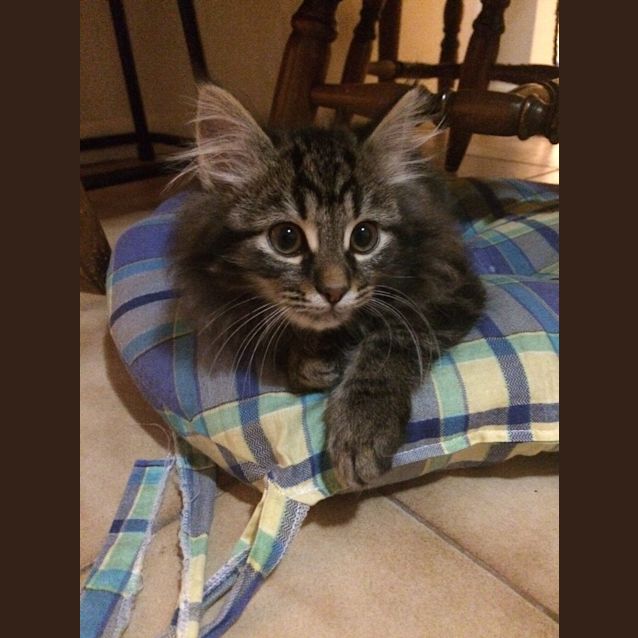 Photo of Cubby