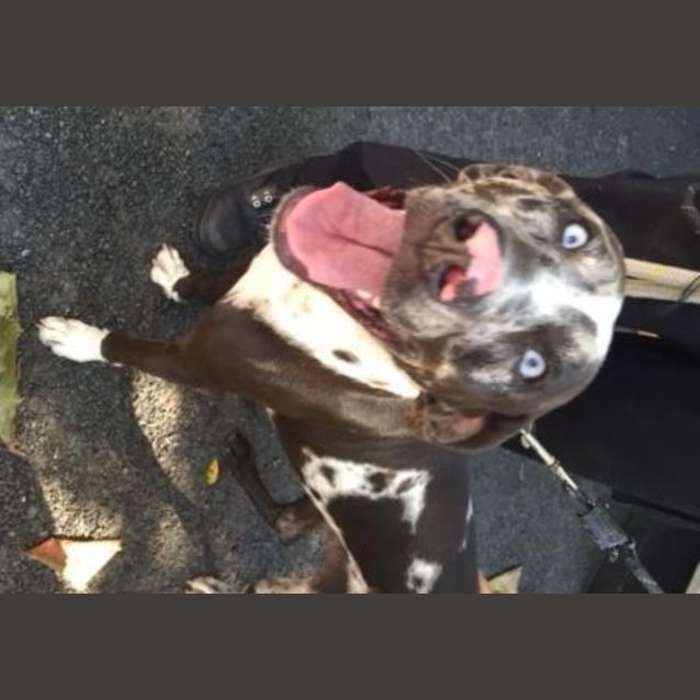 Photo of Bella