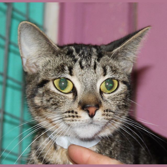 Photo of Kitty