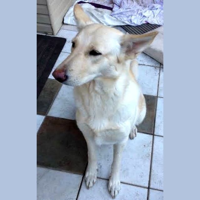 Photo of Milko ~ White Gsd (Trial 10/8/15)
