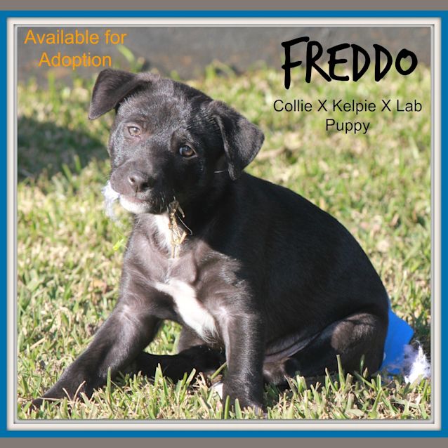 Photo of Freddo ~ Collie X Kelpie X Lab Pup (On Trial 25/7)