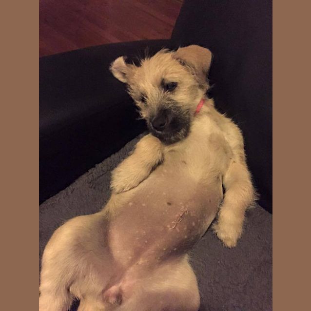 Photo of Peaches