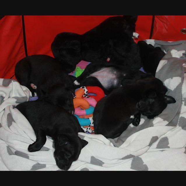Photo of Rolo ~ Collie X Kelpie X Lab Puppy (On Trial 25/7/