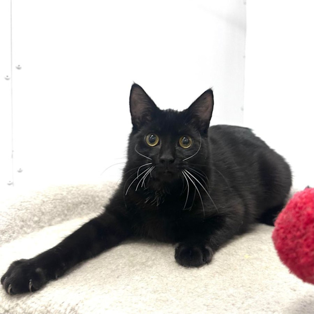 Photo of Wally   Located In Preston 