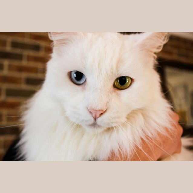 Photo of Cleo And Flayke 