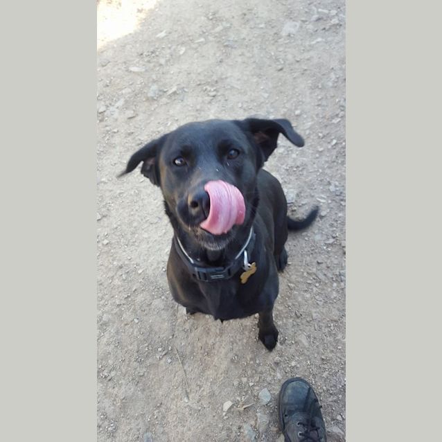 Photo of Echo (Adoption Pending)