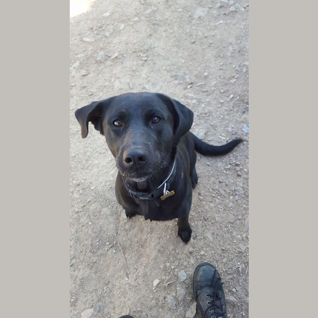 Photo of Echo (Adoption Pending)