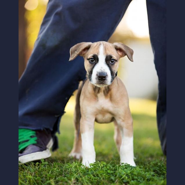 Photo of Comet