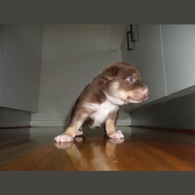 Photo of Rogue 
