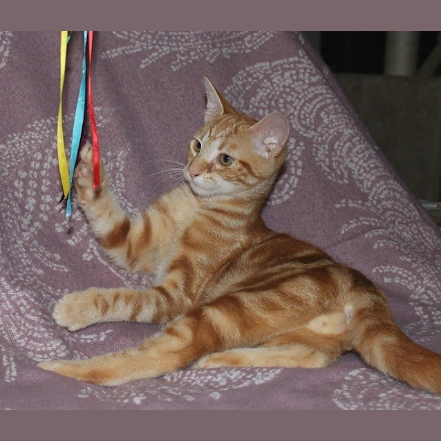 Photo of Cooper