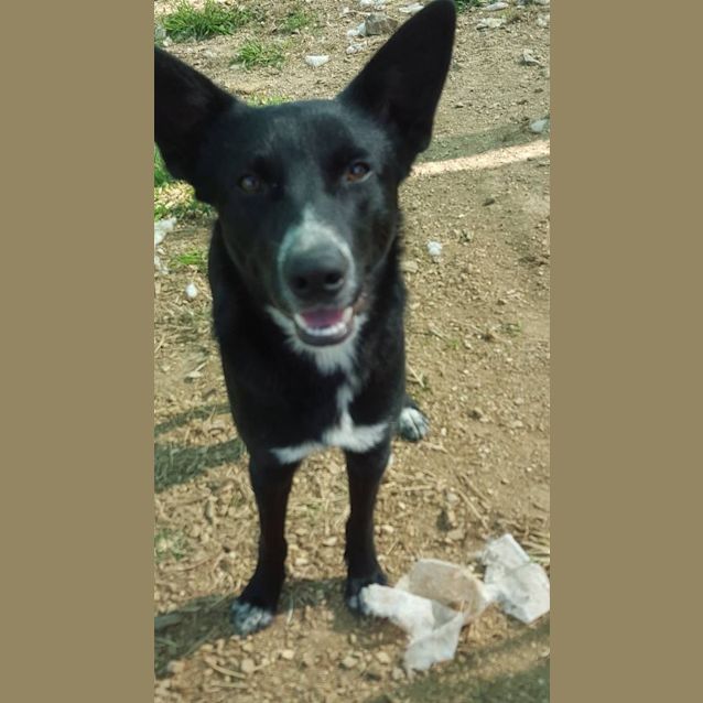Photo of Shadow (At Rspca Big Adopt Day Sept 19 Brisbane)