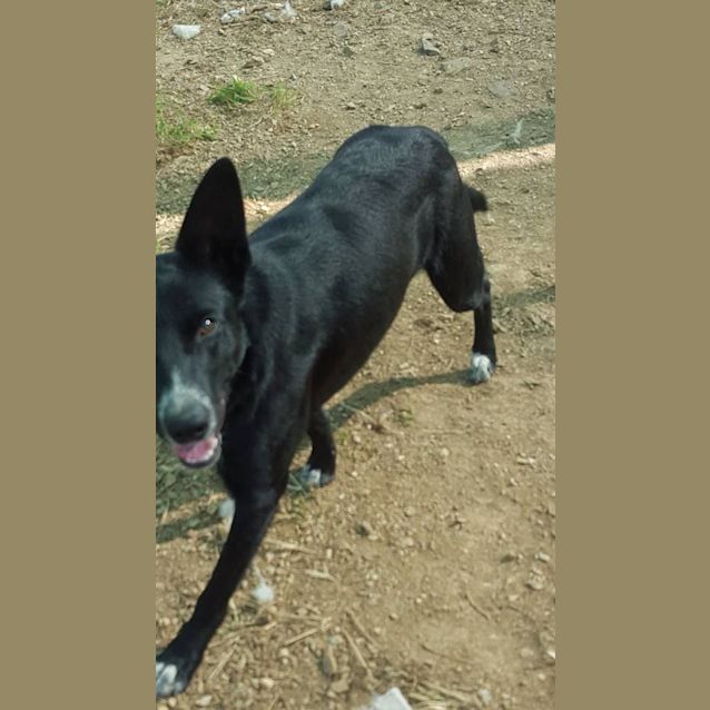 Photo of Shadow (At Rspca Big Adopt Day Sept 19 Brisbane)